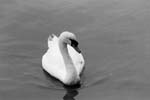 Preview of A majestic Swan in The River Stour